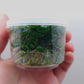 Anubias Barteri Round (Golden Coin) T/C CUP