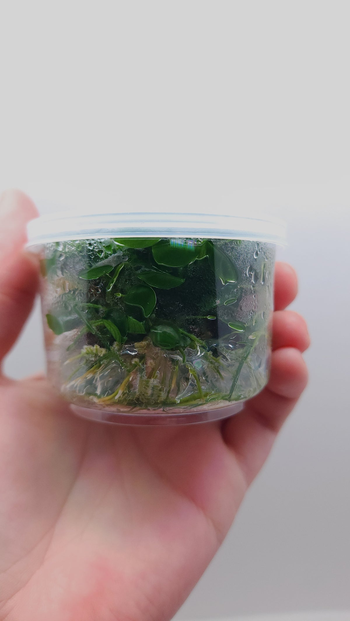 Anubias Barteri Round (Golden Coin) T/C CUP