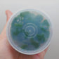 Anubias Barteri Round (Golden Coin) T/C CUP