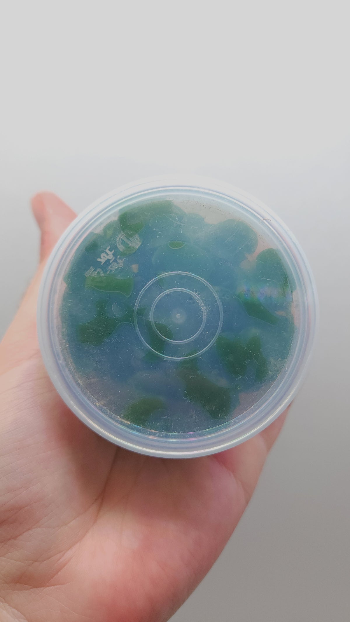 Anubias Barteri Round (Golden Coin) T/C CUP