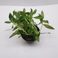 Limnophila aromatica red (belem)