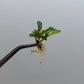 BUCEPHALANDRA SP. MAESTRO BLUE