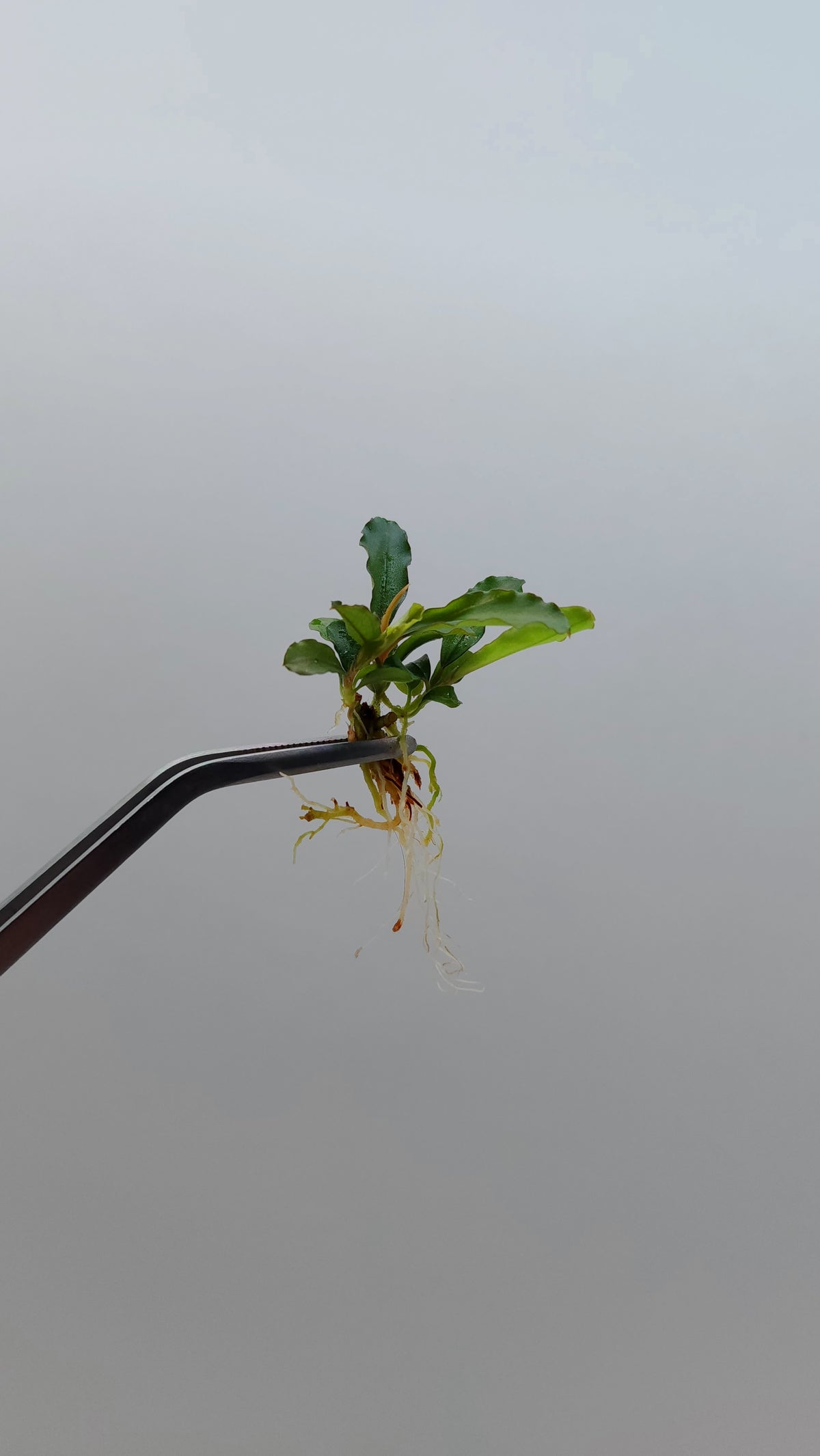 BUCEPHALANDRA SP. MAESTRO BLUE