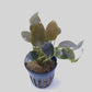 Lagenandra meeboldii red round