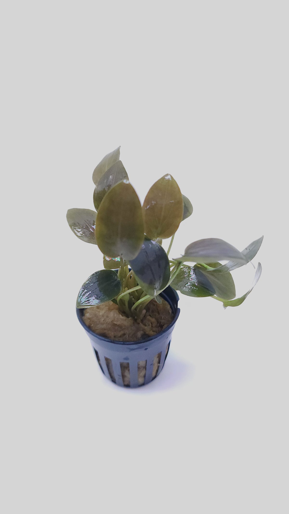 Lagenandra meeboldii red round