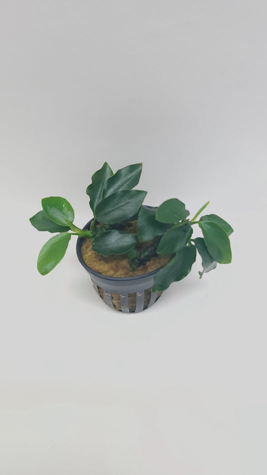 Anubias barteri var nana (long wavy)