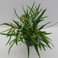 Pogostemon stellatus (Eustralis)