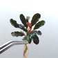 BUCEPHALANDRA BROWNIE PURPLE