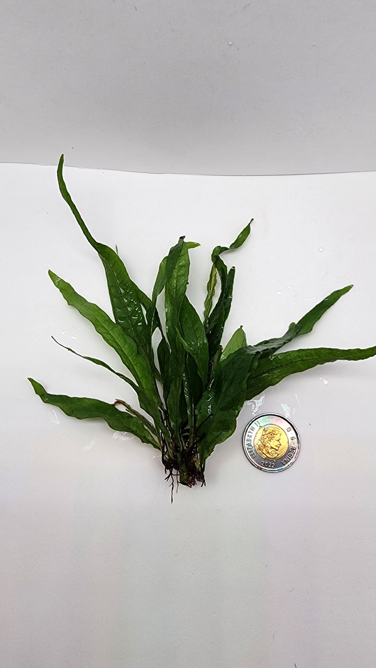 Microsorum pteropus narrow