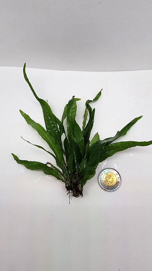 Microsorum pteropus narrow