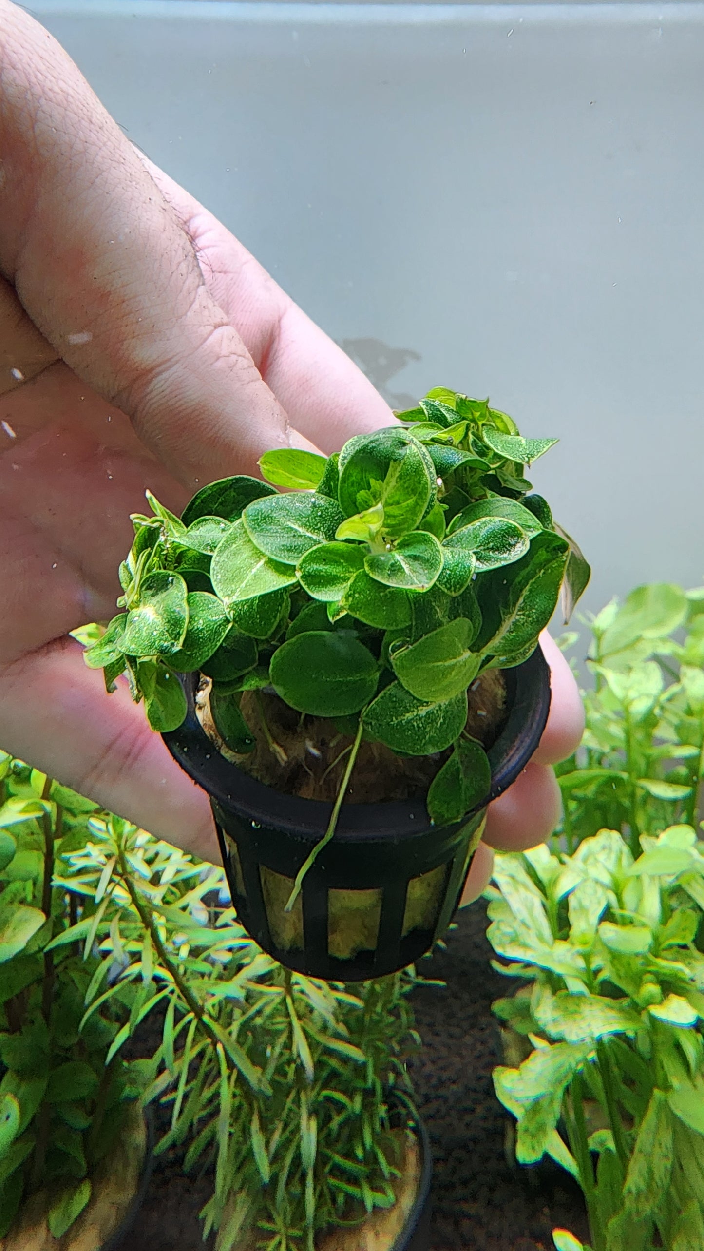 Anubias stardust mini