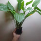 Echinodorus Argentinensis MOTHER POT