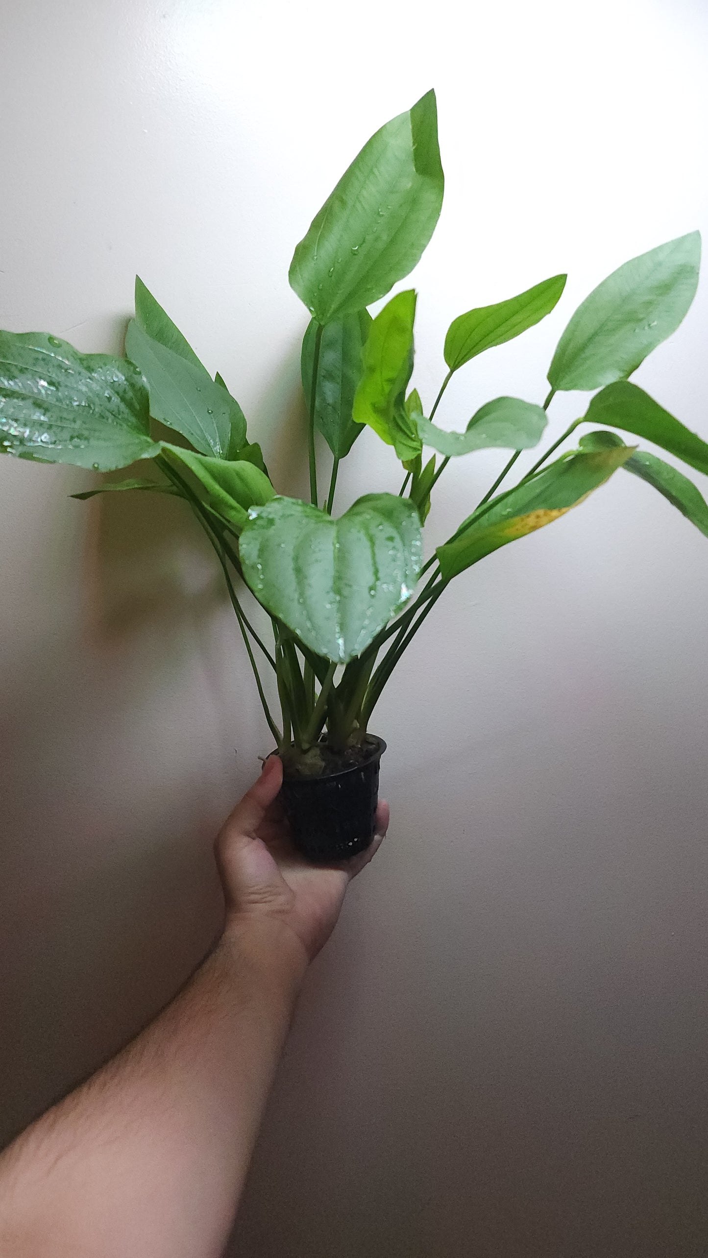 Echinodorus Argentinensis MOTHER POT