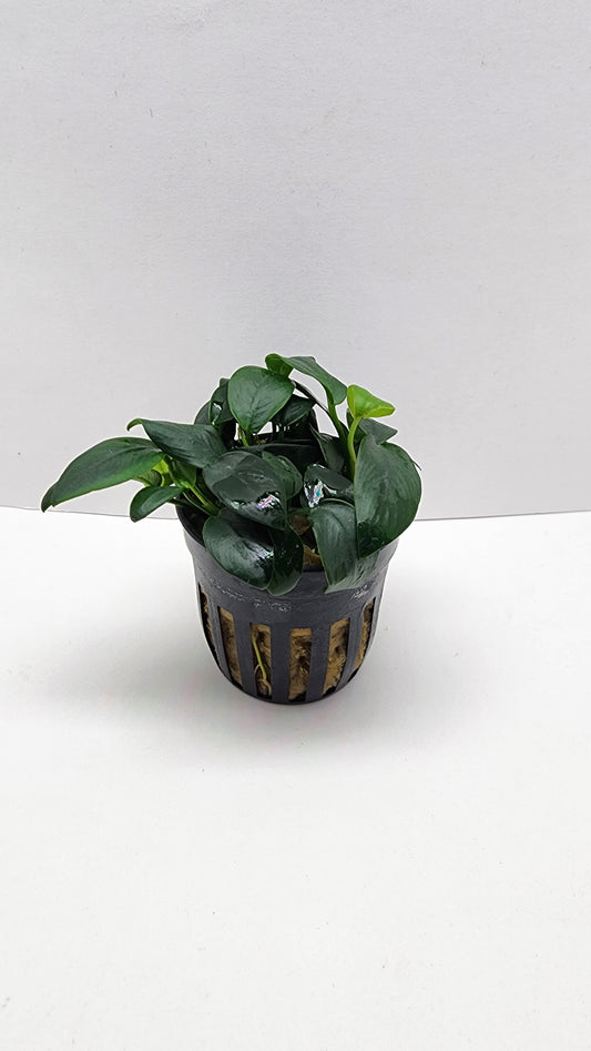 Anubias barteri var nana bonsai