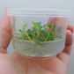 Schismatoglottis prietoi T/C CUP