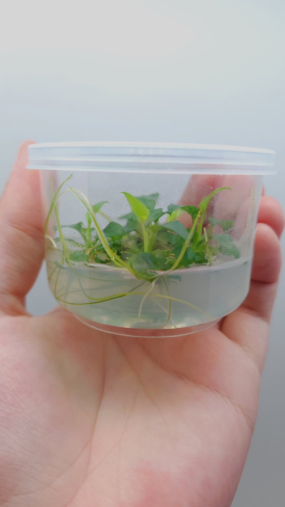 Schismatoglottis prietoi T/C CUP