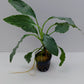 Homalomena sp. Silver
