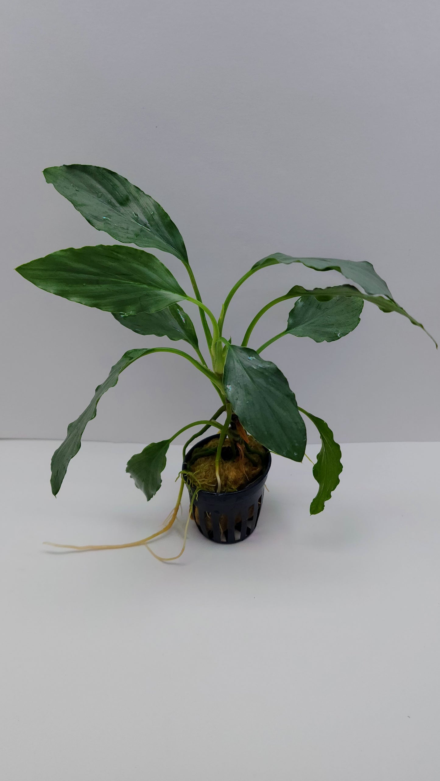 Homalomena sp. Silver