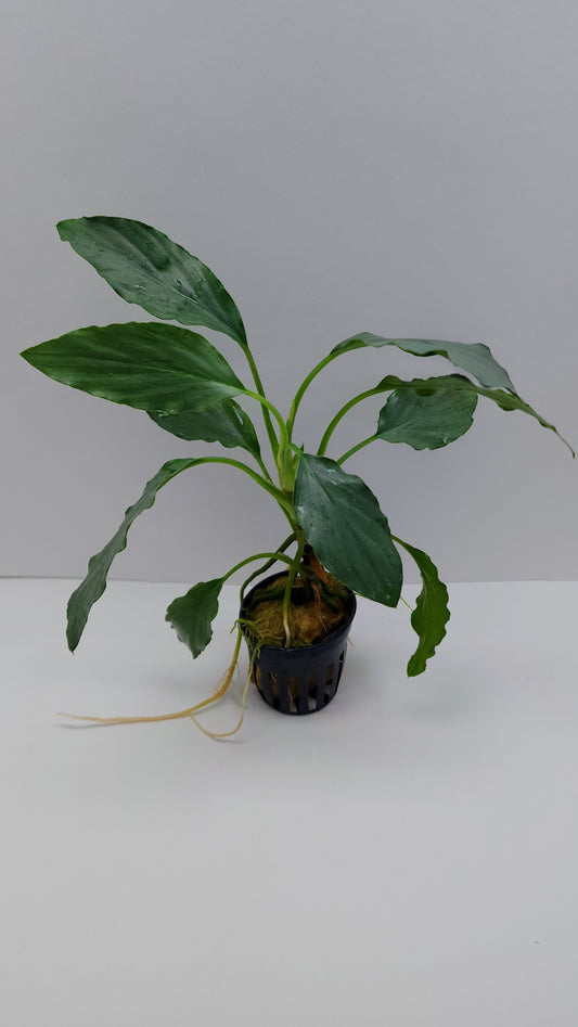 Homalomena sp. Silver