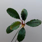 BUCEPHALANDRA SP. ALAMANDA