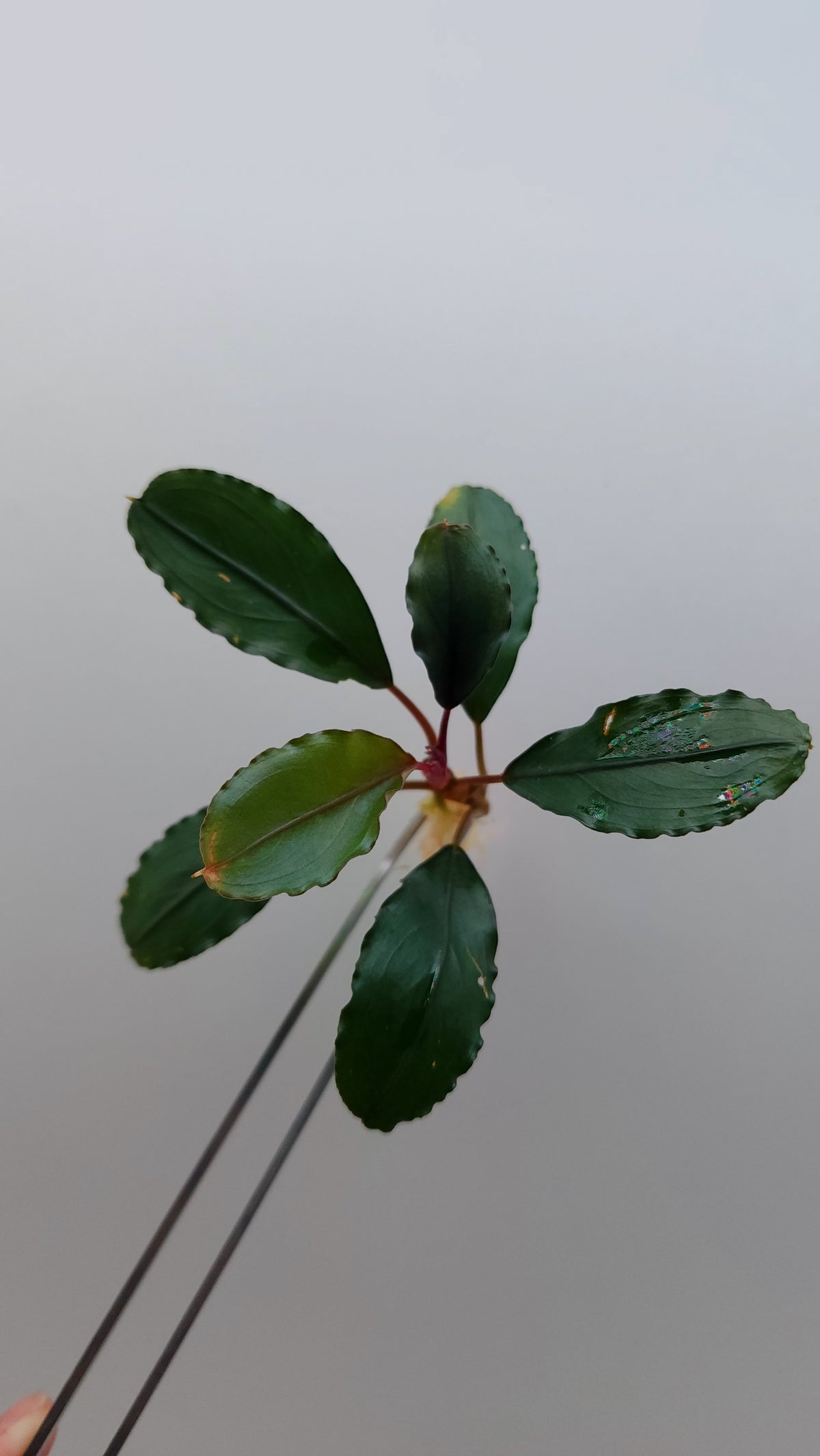BUCEPHALANDRA SP. ALAMANDA
