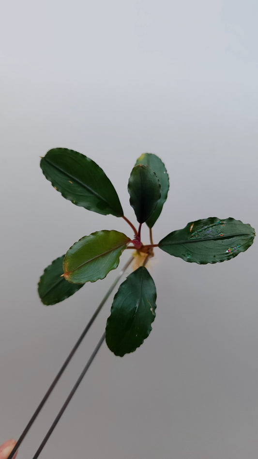 BUCEPHALANDRA SP. ALAMANDA