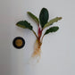 BUCEPHALANDRA SP. ALAMANDA