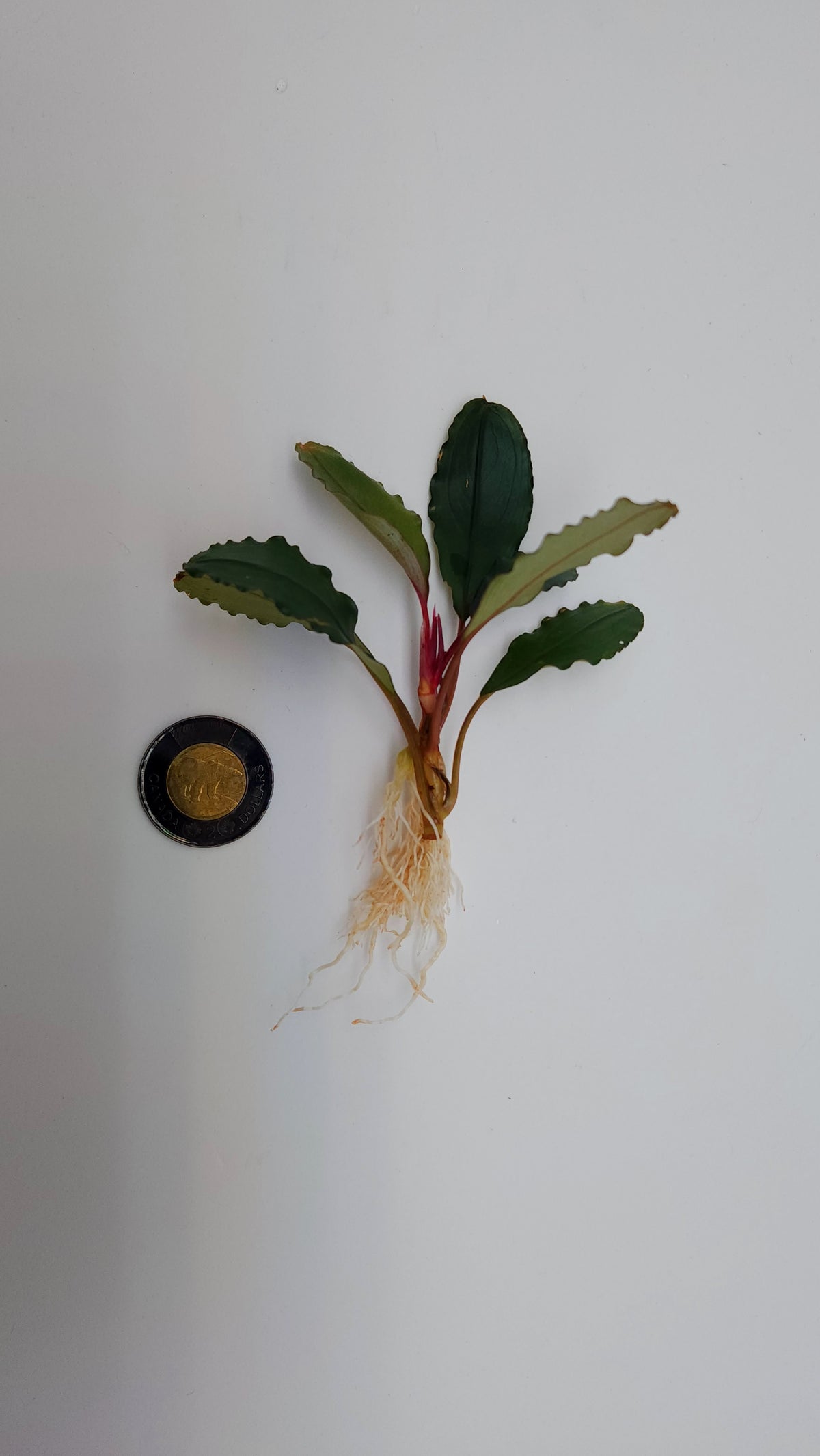 BUCEPHALANDRA SP. ALAMANDA