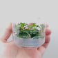 Ludwigia sphaerocarpa T/C CUP