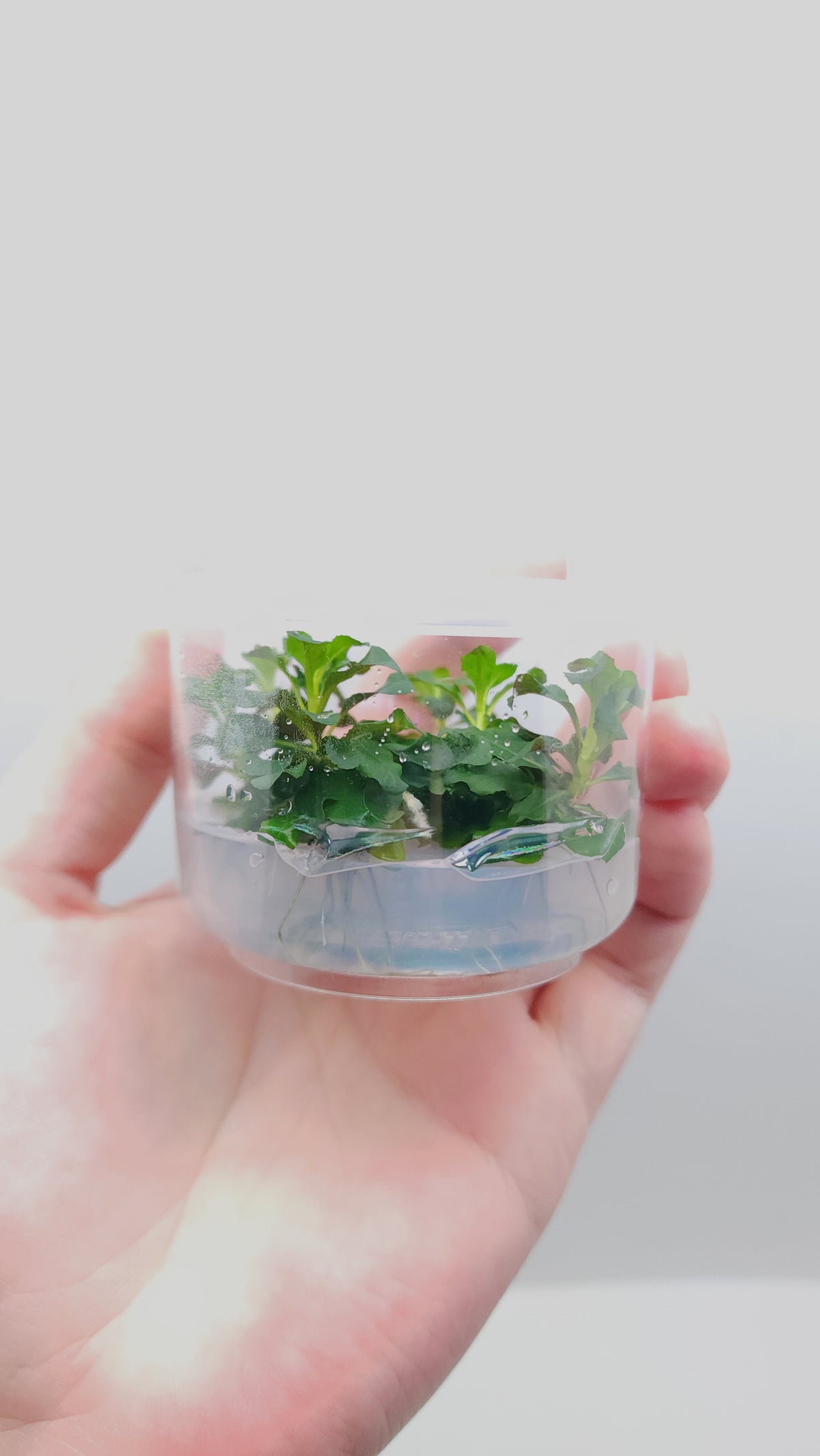 Ludwigia sphaerocarpa T/C CUP