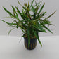 Pogostemon stellatus (Eustralis)