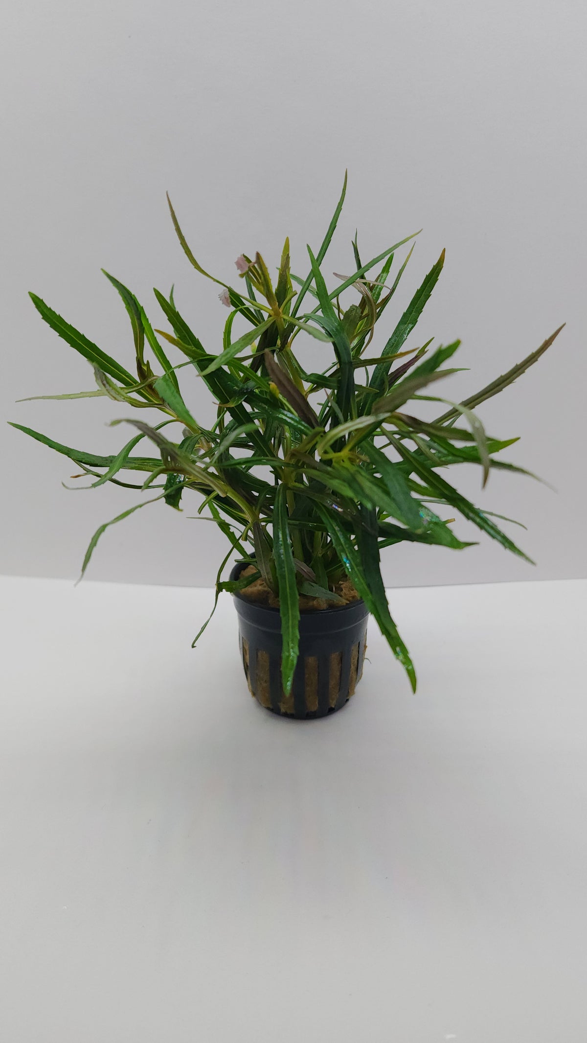 Pogostemon stellatus (Eustralis)