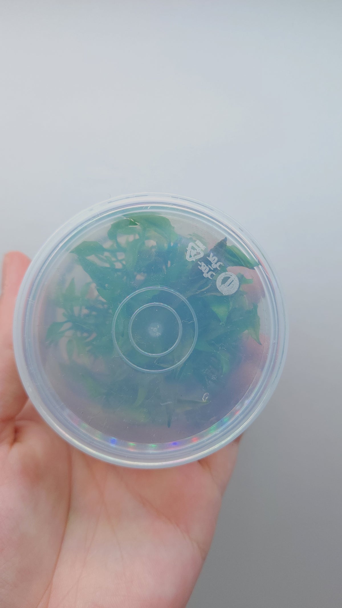 Cryptocoryne yujii T/C CUP