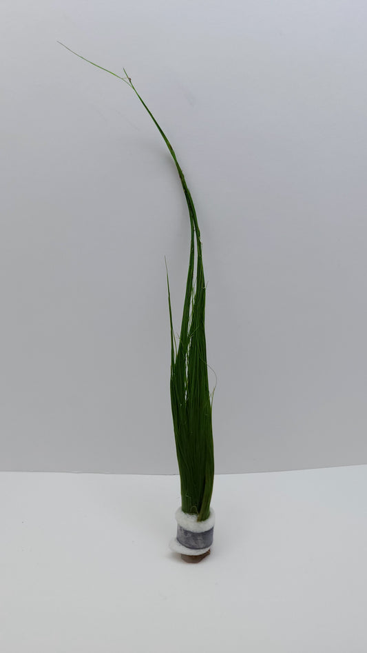 Eleocharis vivipara ‘Tall Hairgrass’