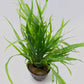 Microsorum pteropus 'trident mini'