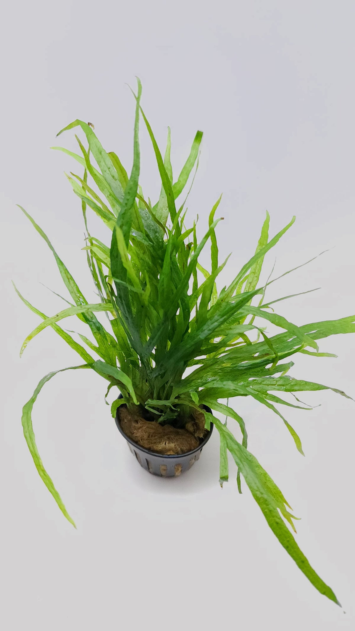 Microsorum pteropus 'trident mini'