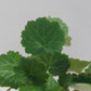 Saxifraga stolonifera (strawberry begonia)