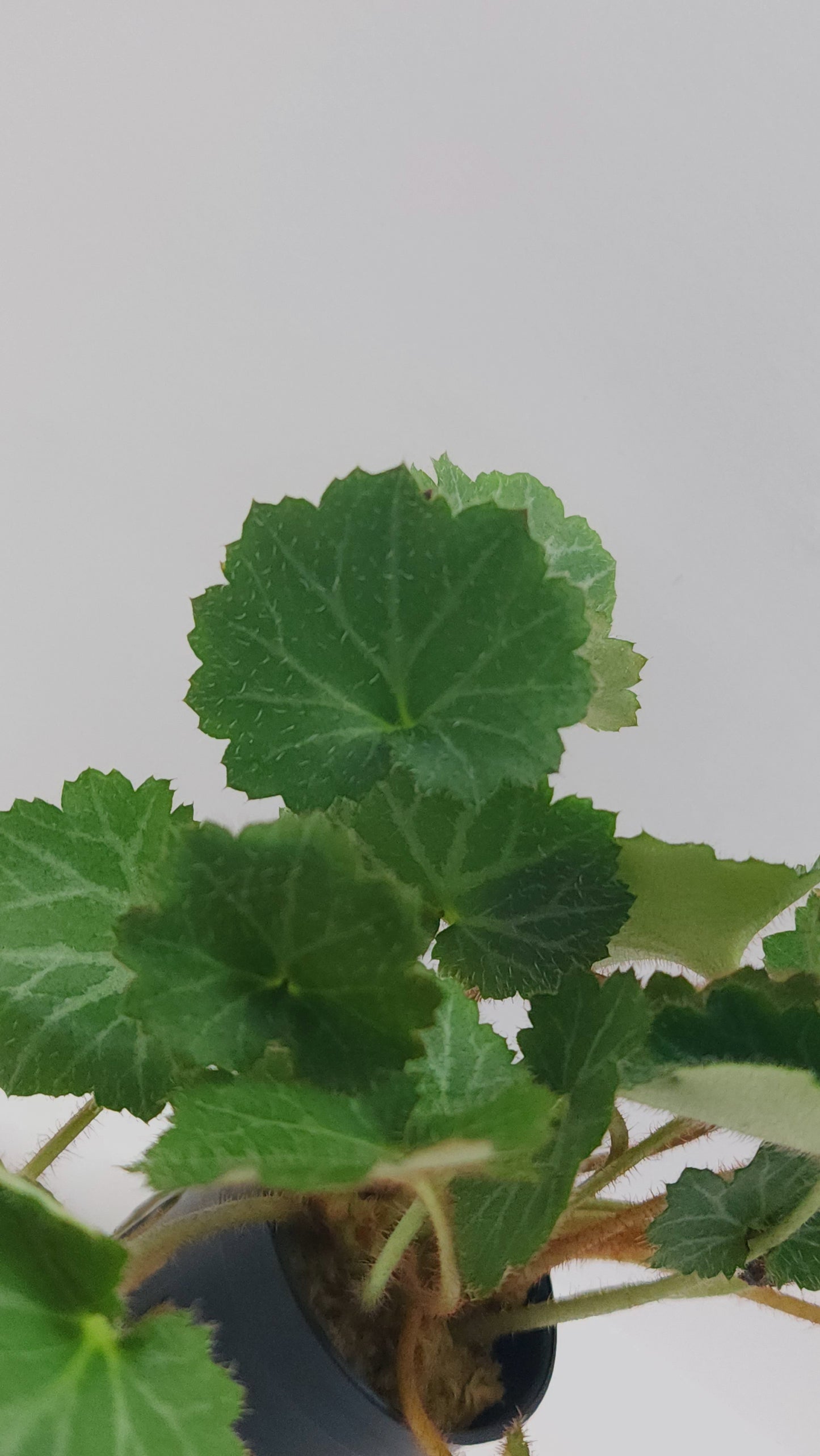 Saxifraga stolonifera (strawberry begonia)