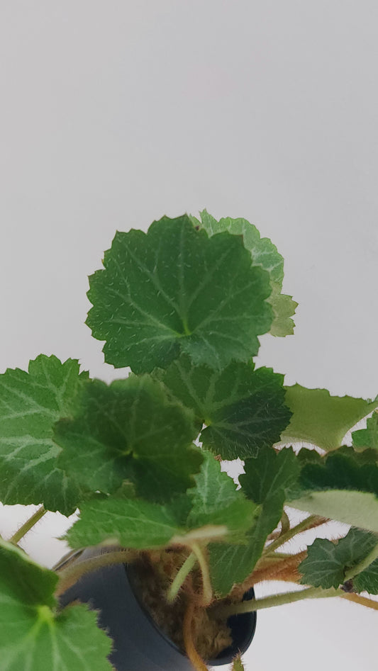 Saxifraga stolonifera (strawberry begonia)