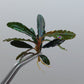 BUCEPHALANDRA SP. KEDAGANG BROWN LONG