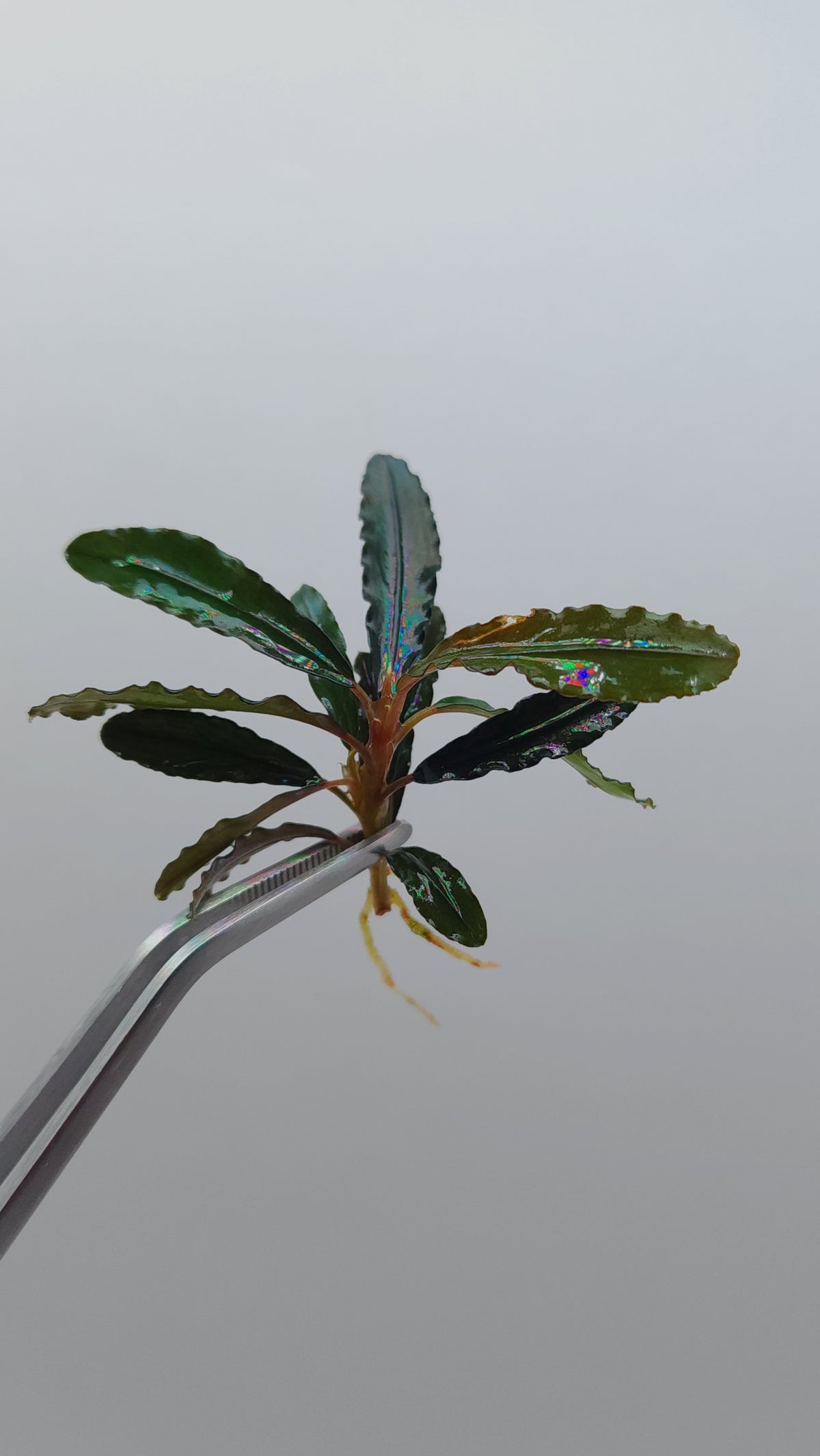 BUCEPHALANDRA SP. KEDAGANG BROWN LONG