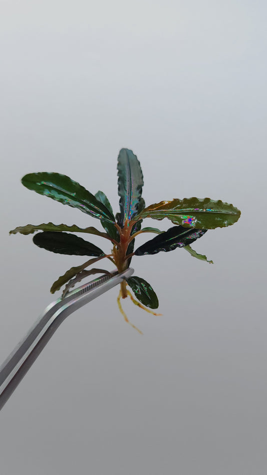 BUCEPHALANDRA SP. KEDAGANG BROWN LONG