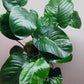 Anubias barteri broad leaf Extra Large MOTHER POT