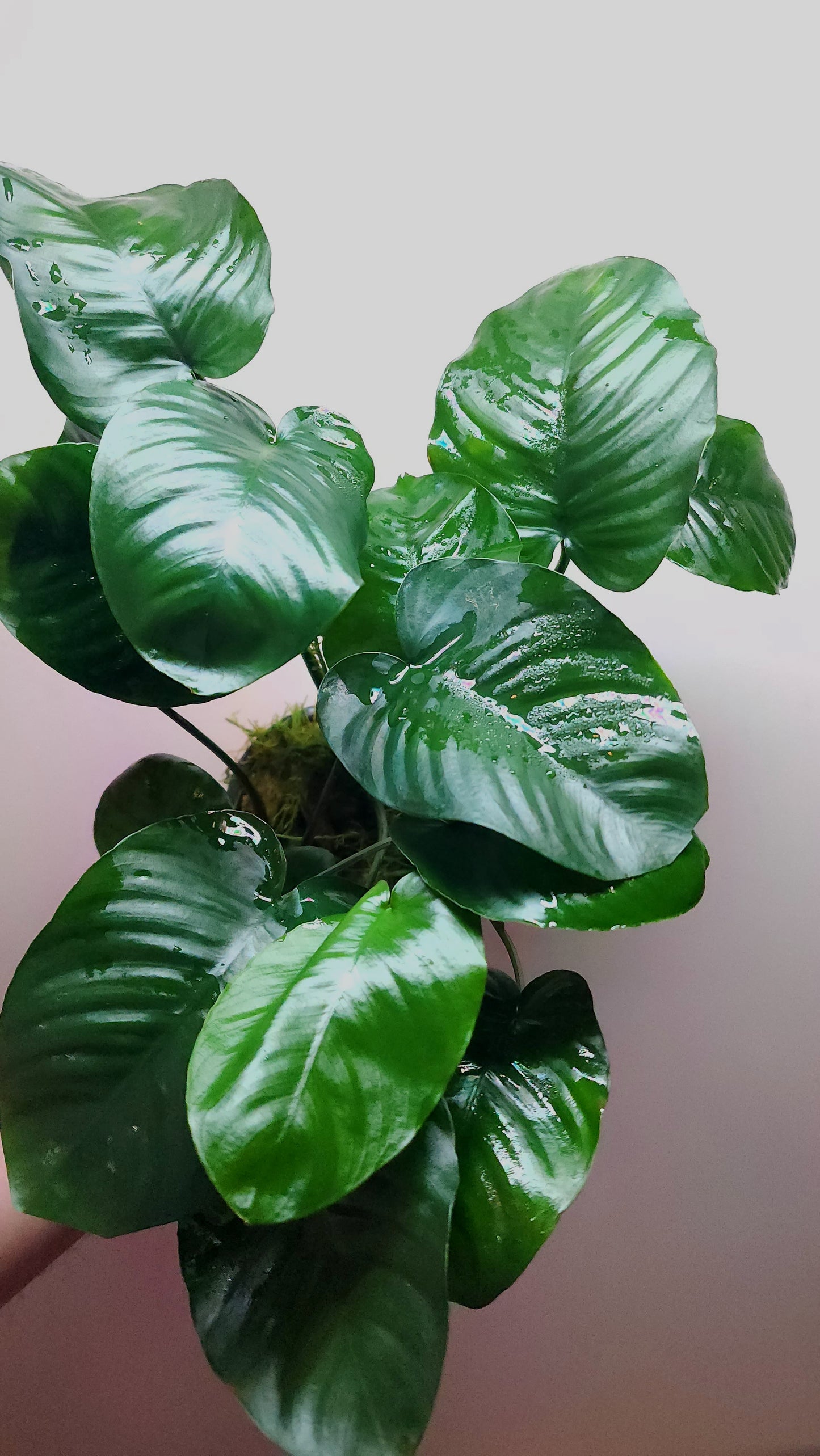Anubias barteri broad leaf Extra Large MOTHER POT