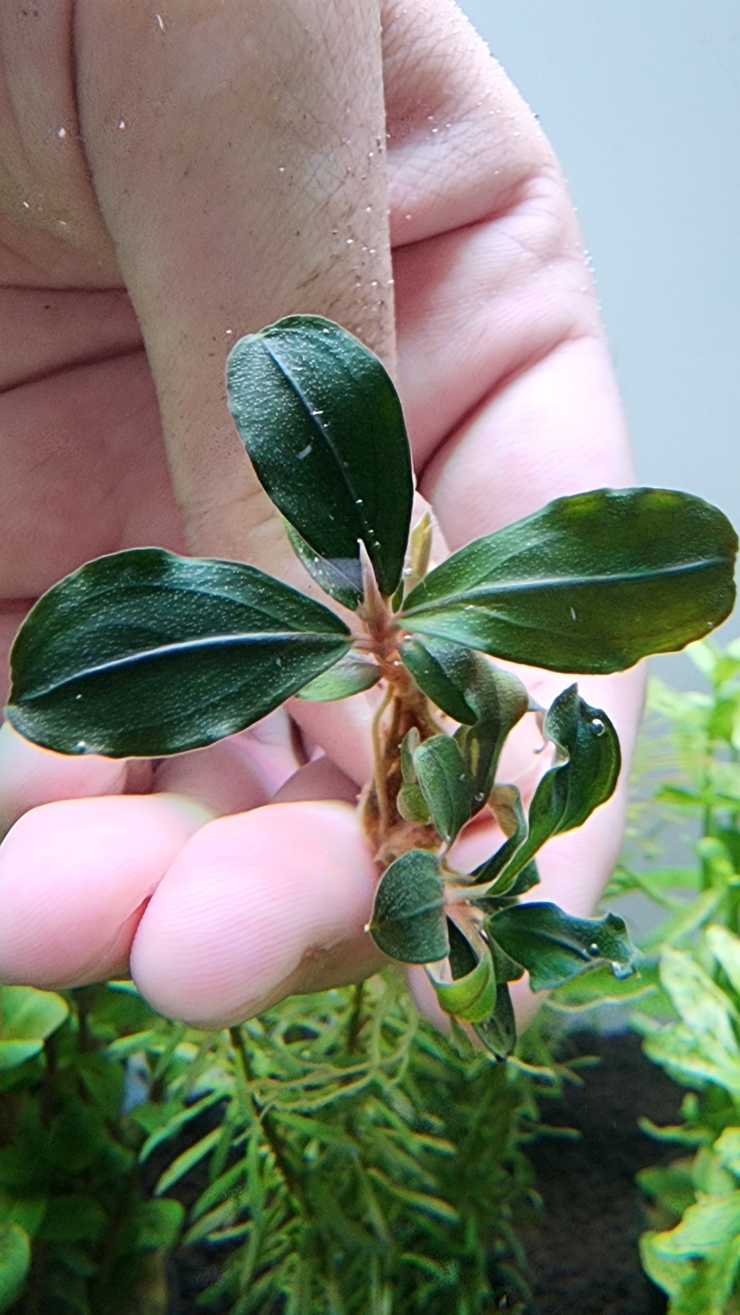 BUCEPHALANDRA PANDORA QUEEN