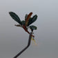 BUCEPHALANDRA SP. BROWNIE GHOST