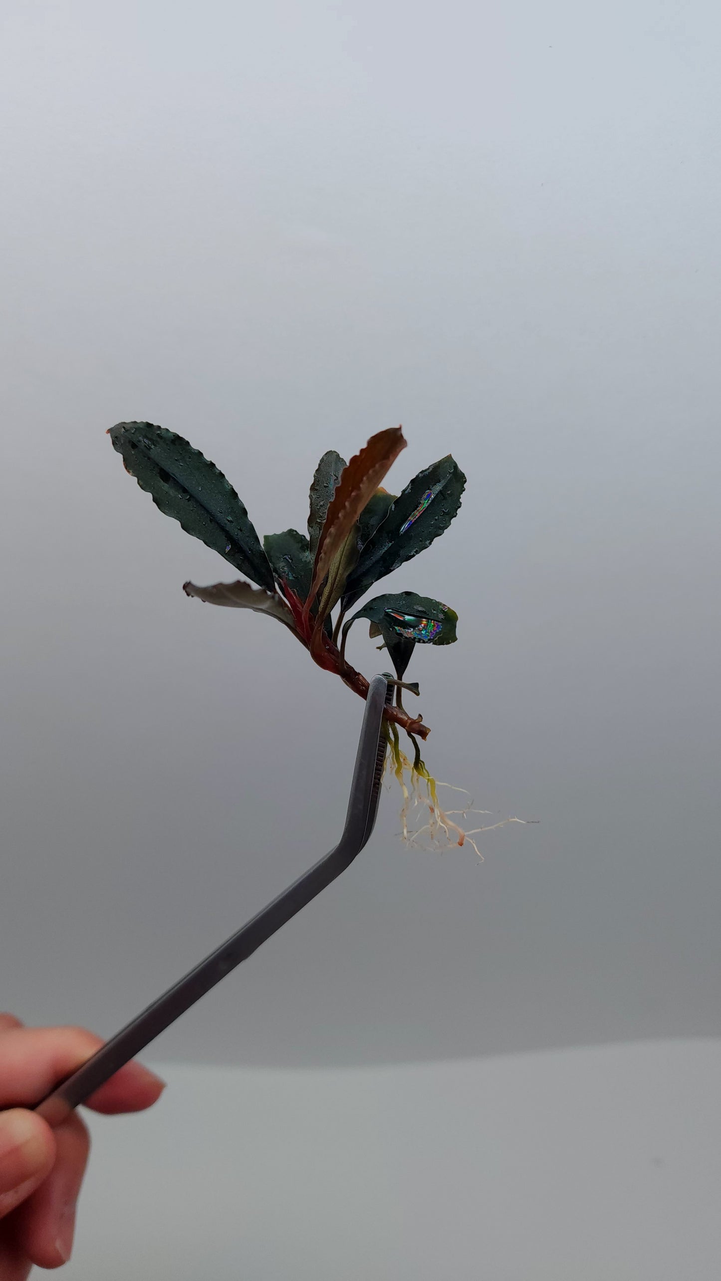 BUCEPHALANDRA SP. BROWNIE GHOST