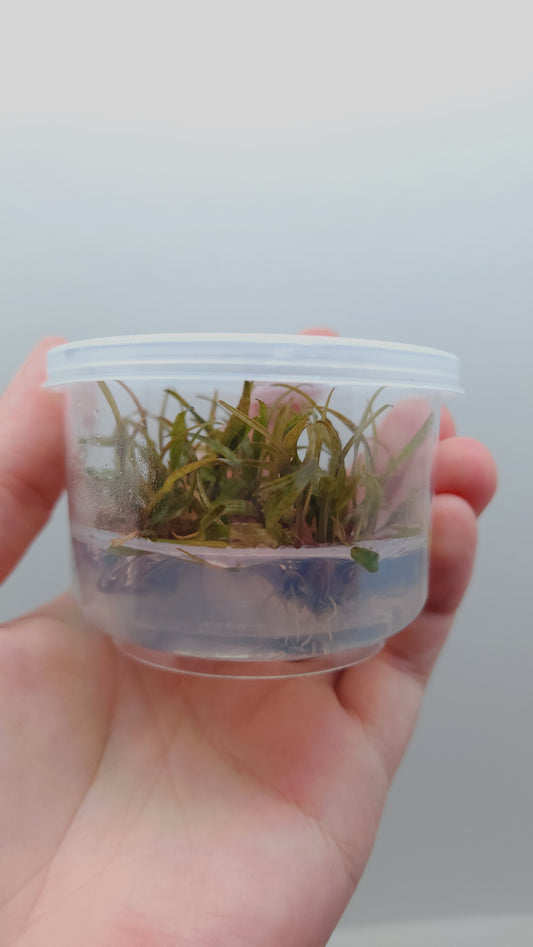 Cryptocoryne ferruginea sekadauensis T/C CUP