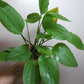 Echinodorus Argentinensis MOTHER POT
