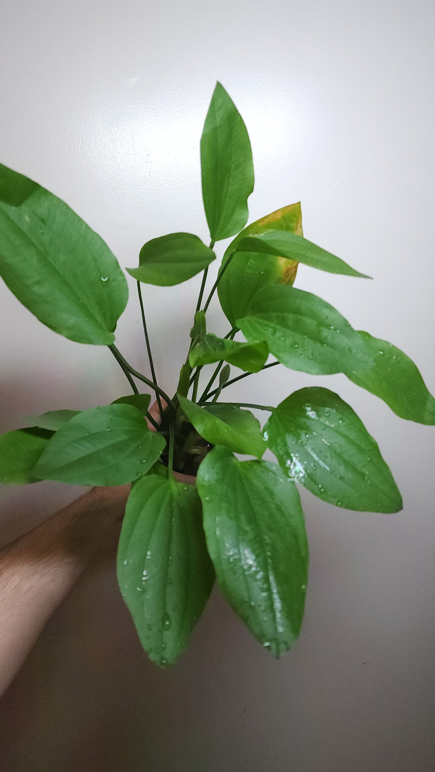 Echinodorus Argentinensis MOTHER POT